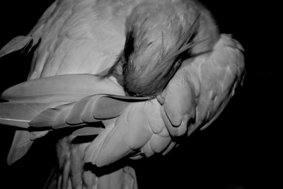 Nature's Persona - Bird Series - Susan Searway Art & Design © 2013